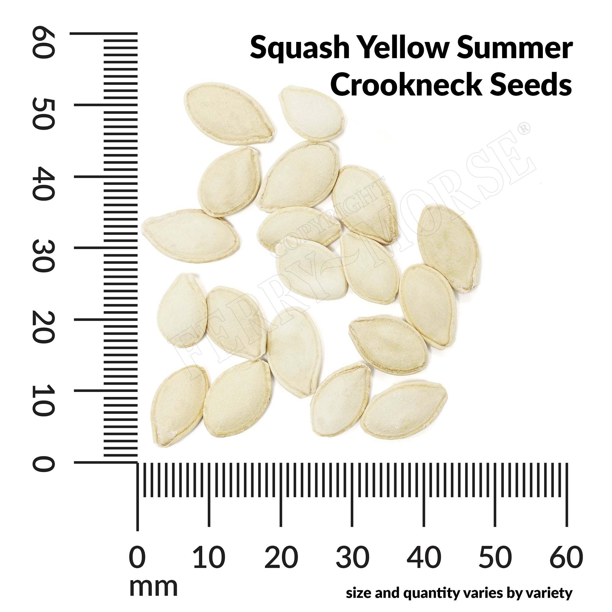 Squash yellow summer crookneck seed spill and measurement